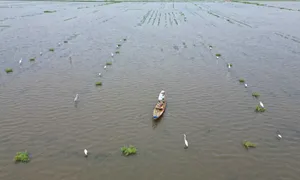 Giăng trận địa bắt cò di cư